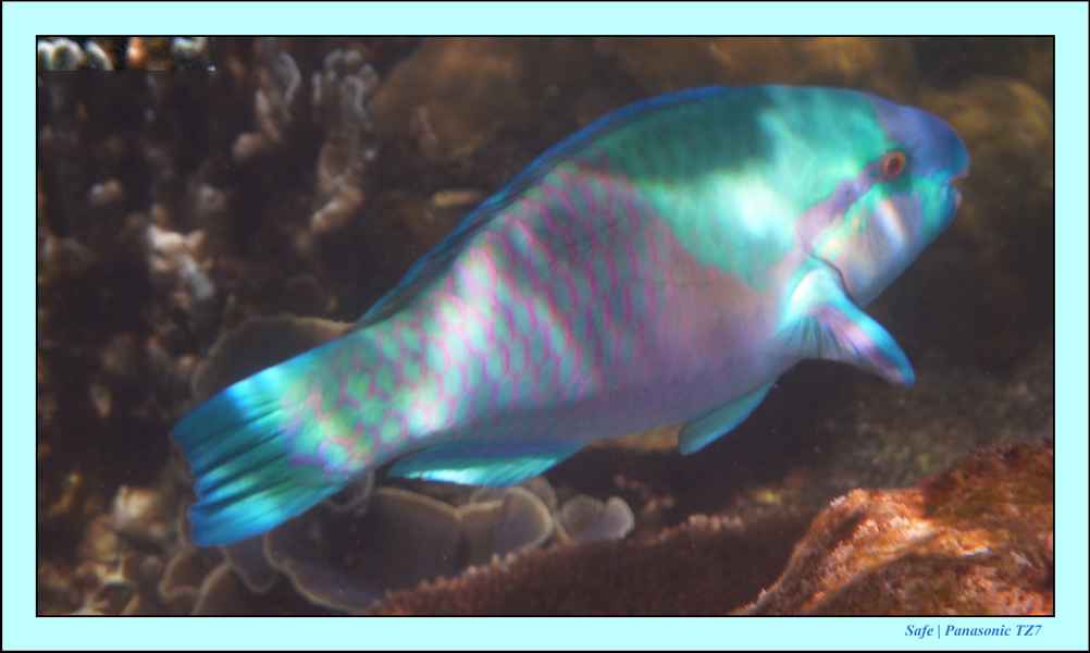 2009   07   Perhentians 057
